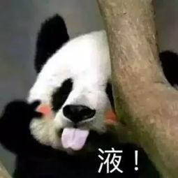 国产大熊猫视频大全,大熊猫视频大全精彩瞬间集锦