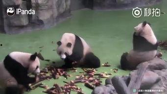 国产大熊猫视频大全,大熊猫视频大全精彩瞬间集锦